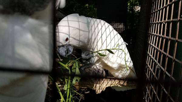 umbrella-cockatoo-for-sale-in-decatur-tx