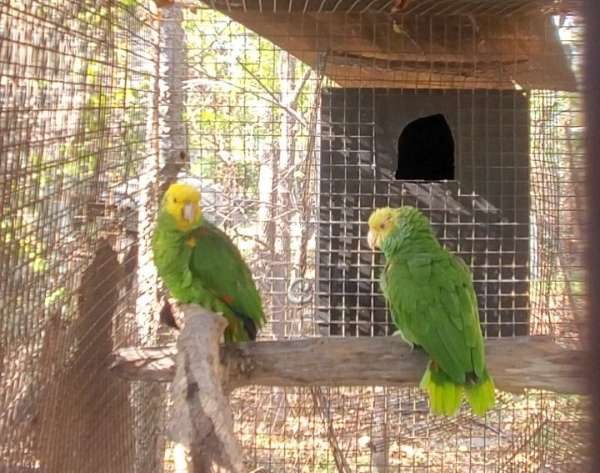 bird-for-sale-in-decatur-tx