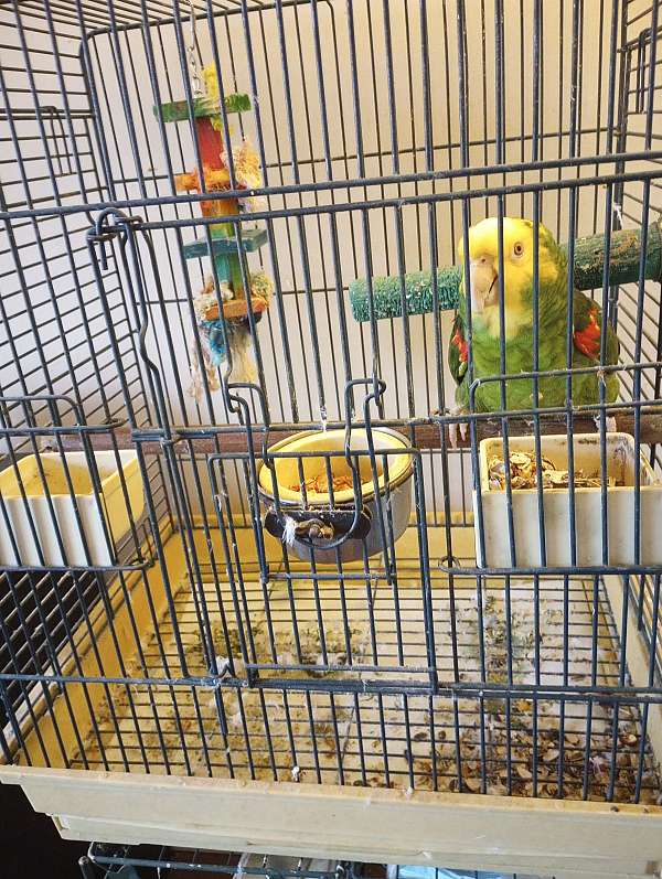 double-yellow-head-amazon-parrot-for-sale-in-georgiana-al