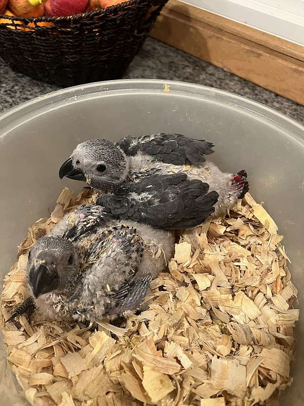 baby-bird-for-sale-in-lincoln-ne