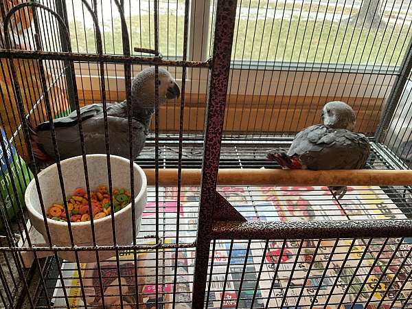 african-grey-parrot-for-sale