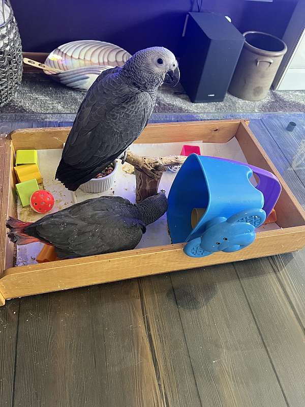 baby-african-grey-parrot-for-sale