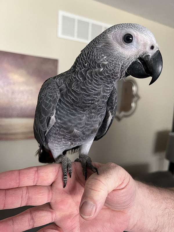 baby-bird-for-sale-in-lincoln-ne