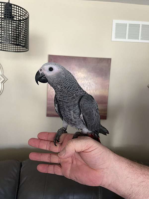 african-grey-parrot-for-sale