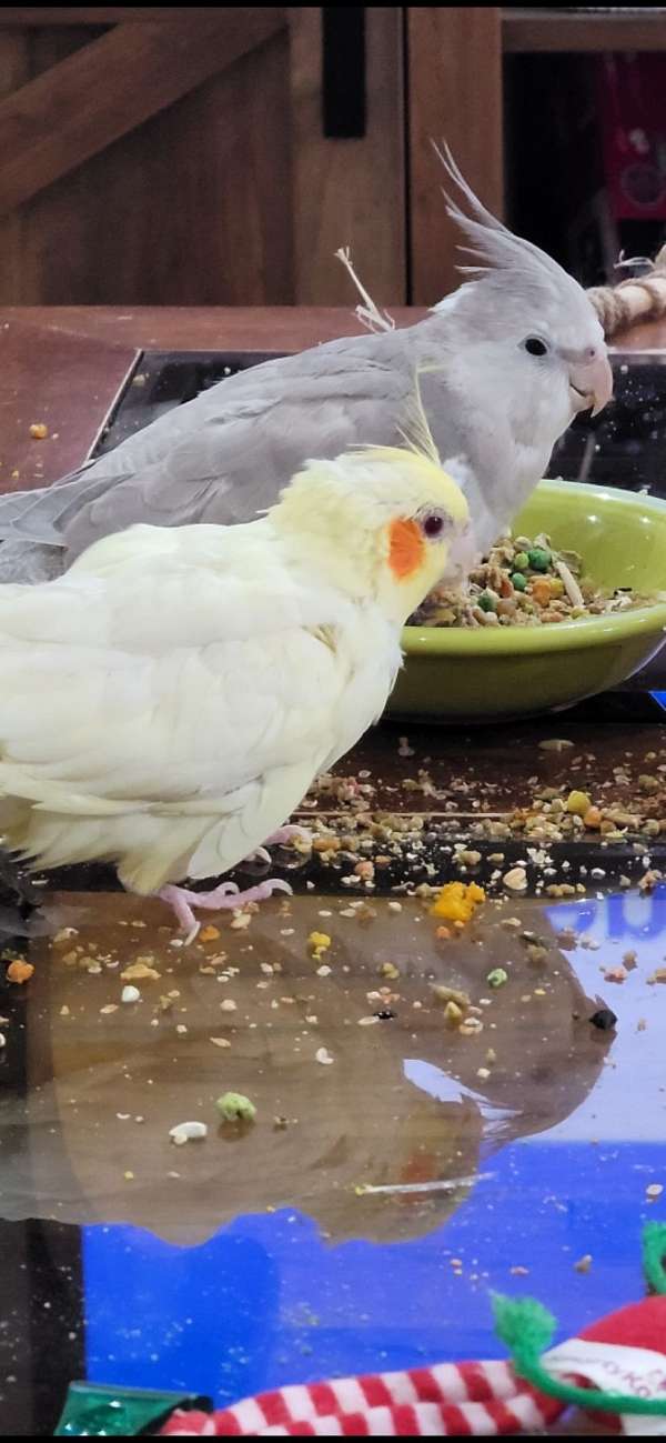 male-bird-for-sale-in-austintown-oh