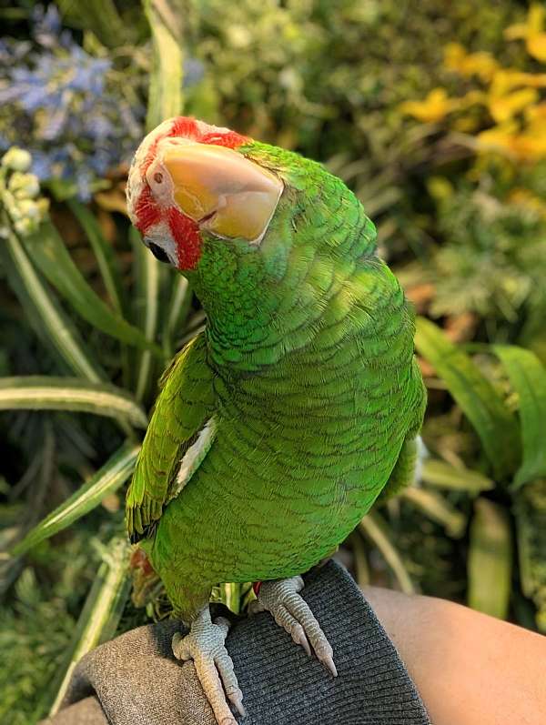 white-front-amazon-parrot-for-sale