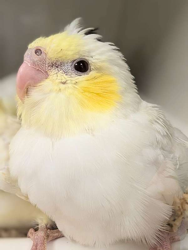 cockatiel-for-sale