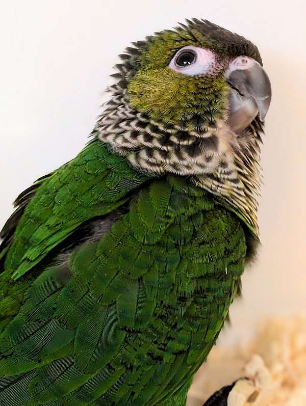 black-capped-conure-for-sale