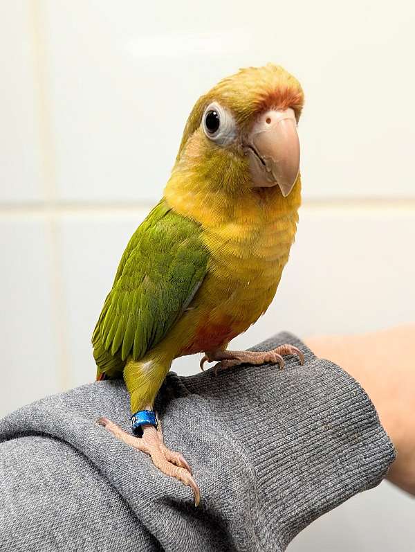 green-cheek-conure-for-sale