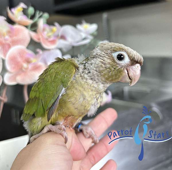 green-cheek-conure-for-sale