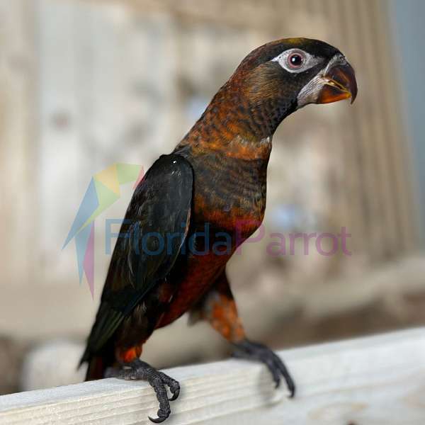 quiet-lory-for-sale