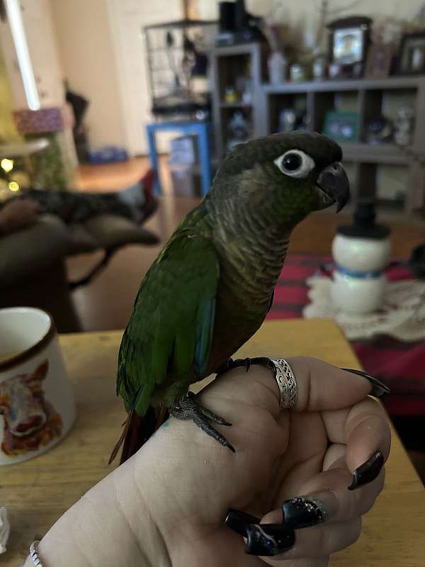 green-cheek-conure-for-sale