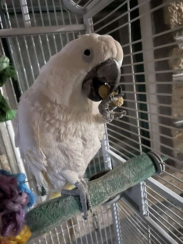 umbrella-cockatoo-for-sale-in-alma-ks