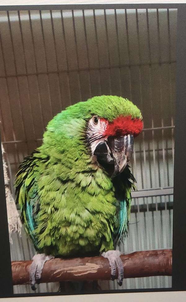 military-macaw-for-sale-in-catonsville-md