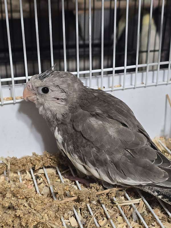 young-bird-for-sale-in-warner-robins-ga