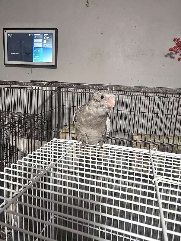 cockatiel-for-sale