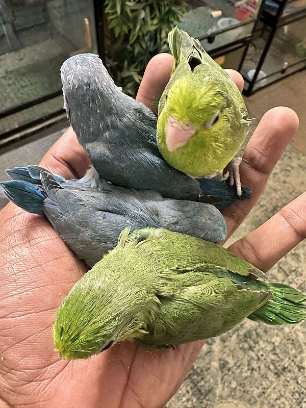 parrotlet-for-sale