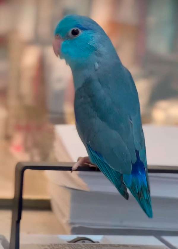 parrotlet-for-sale