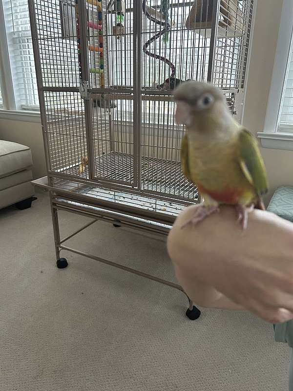 conure-for-sale