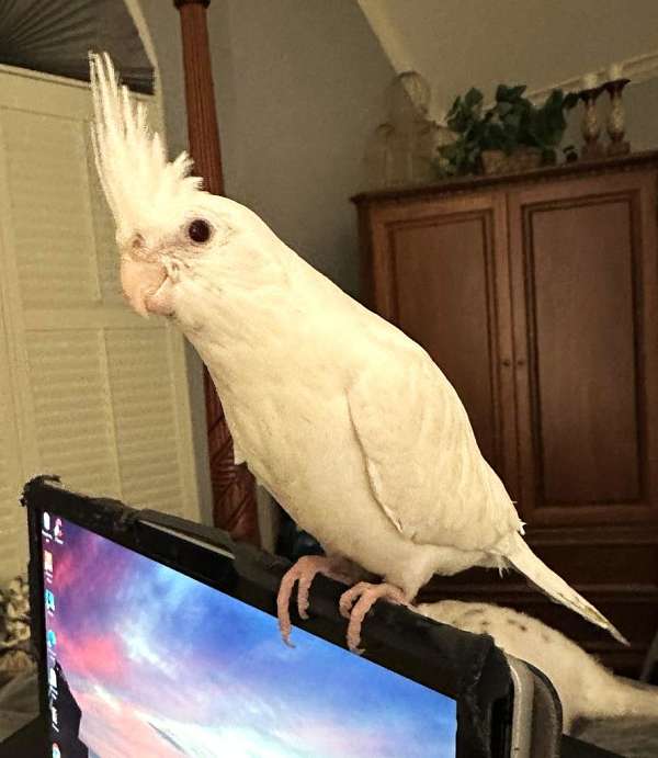 cockatiel-for-sale