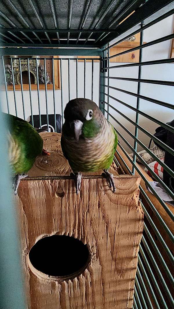 conure-for-sale-in-north-las-vegas-nv