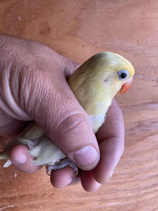 blue-bird-for-sale-in-stockton-ca