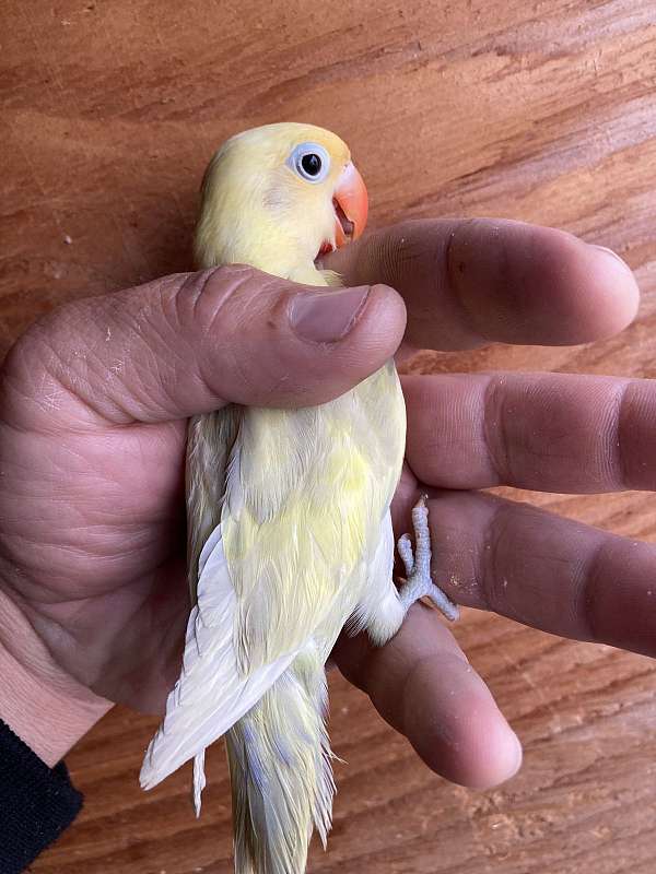 lovebird-for-sale