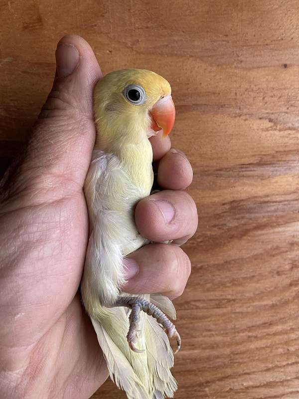 lovebird-for-sale-in-stockton-ca