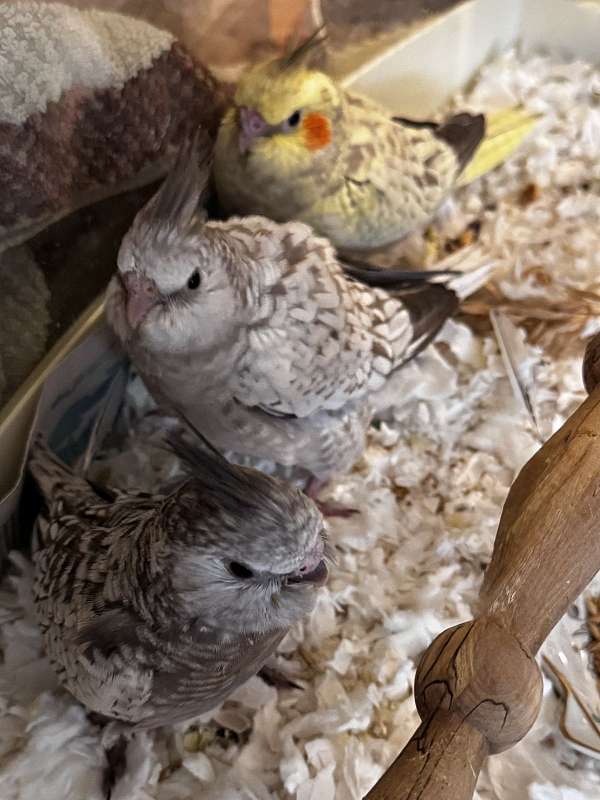 white-yellow-bird-for-sale-in-traverse-city-mi