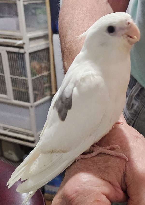 cockatiel-for-sale-in-seminary-ms