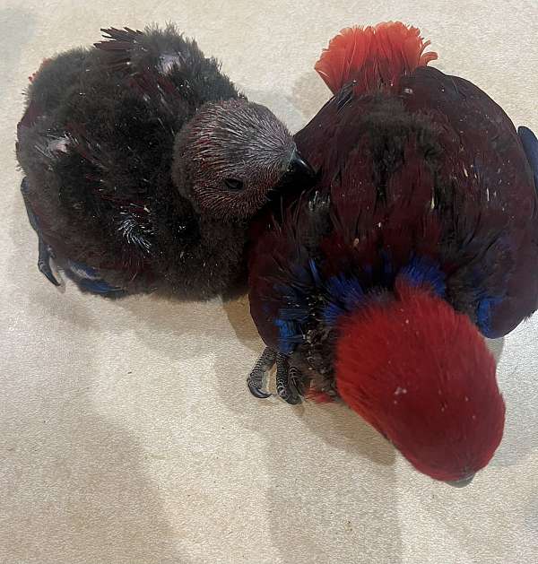 solomon-island-eclectus-parrots-for-sale