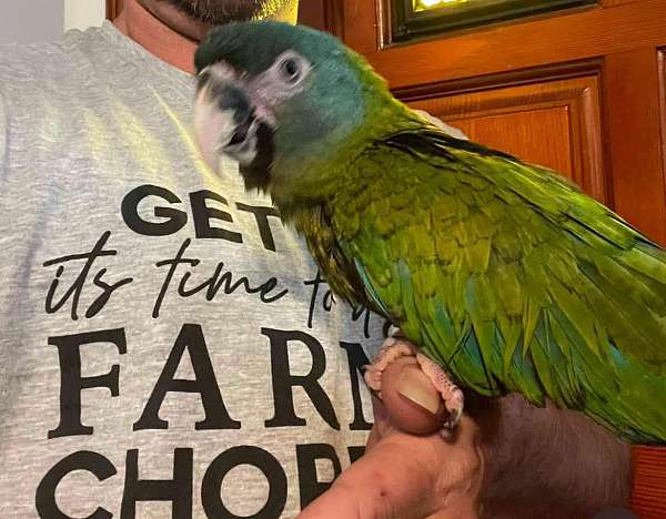 rare-hahns-macaw-for-sale