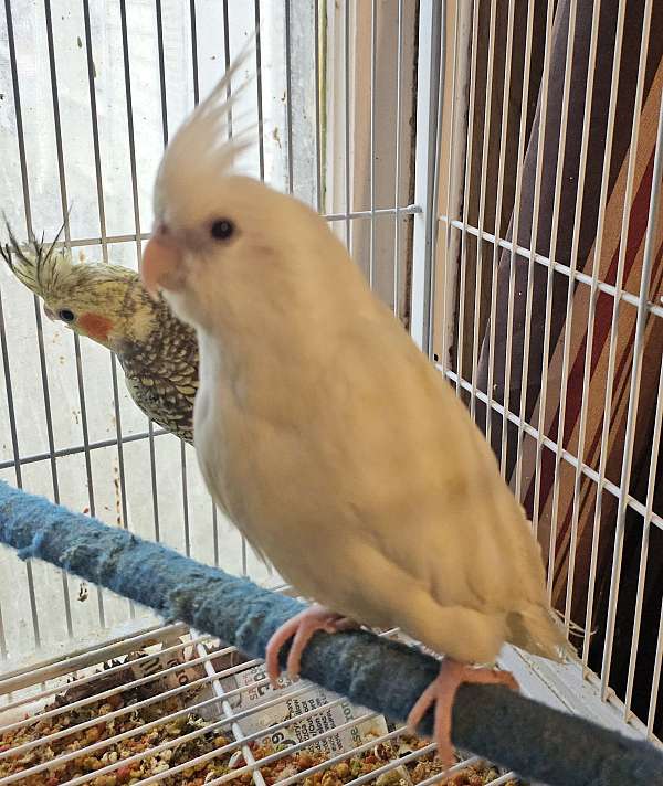 cockatiel-for-sale-in-sedalia-mo