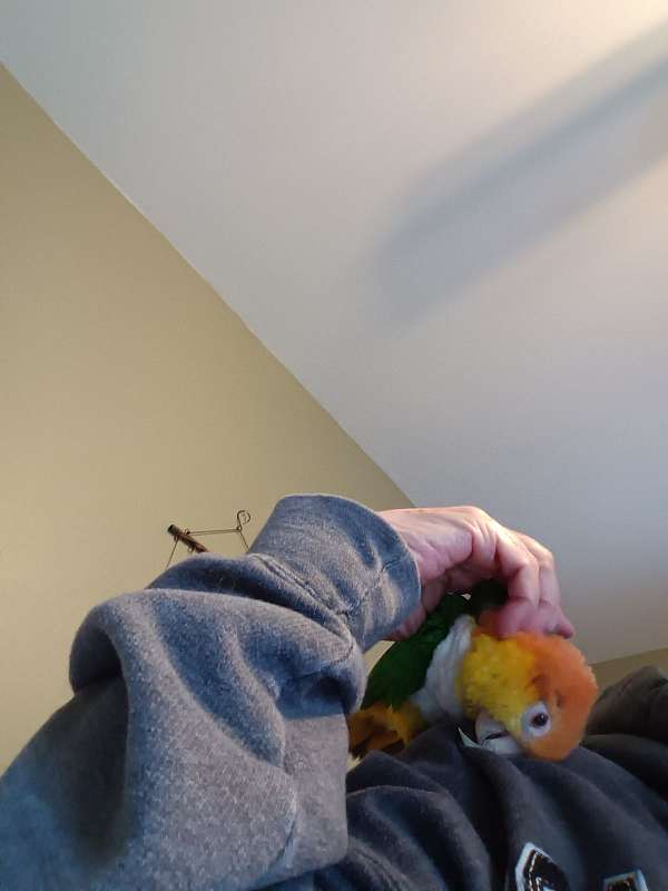 white-bellied-caique-for-sale-in-chesterfield-va