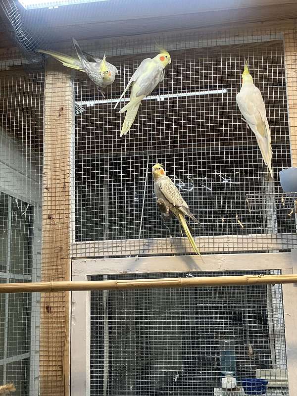 bird-parrot-for-sale-in-orange-beach-al