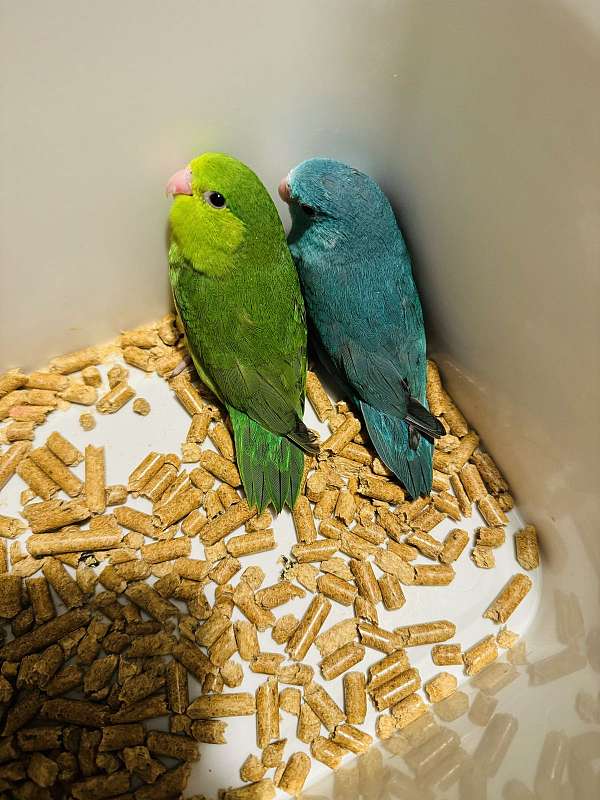 green-bird-for-sale-in-clarksburg-md