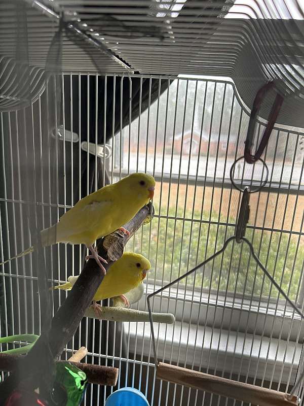 parakeet-for-sale-in-camden-sc