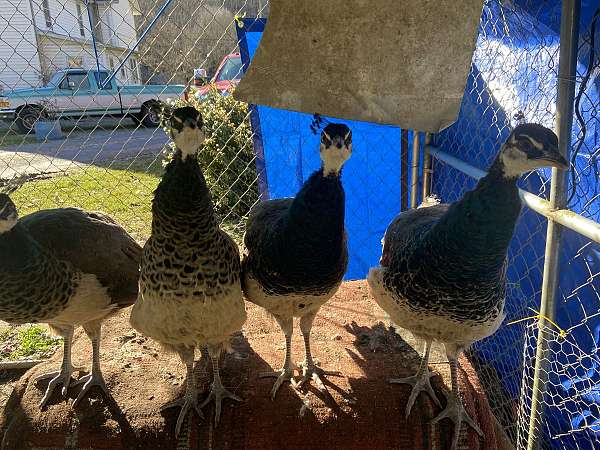 peacock-for-sale-in-gate-city-va