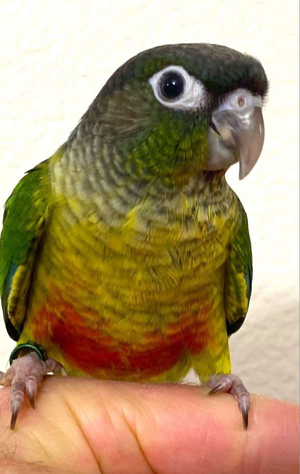 green-cheek-conure-for-sale