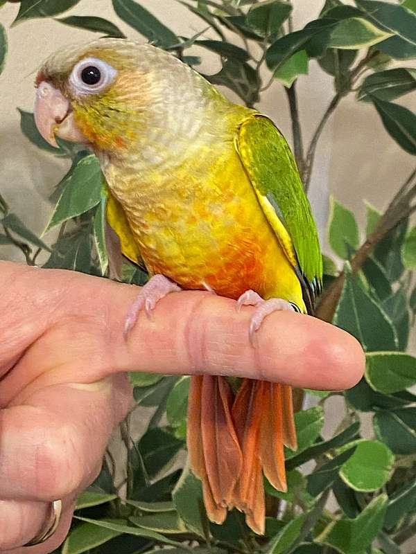 green-cheek-conure-for-sale