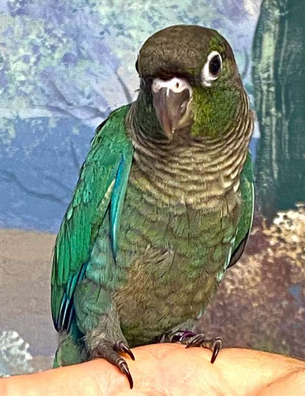 green-cheek-conure-for-sale