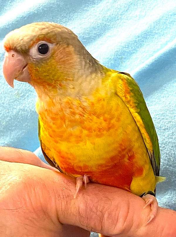 green-cheek-conure-for-sale