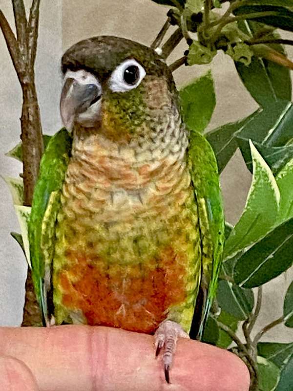 green-cheek-conure-for-sale