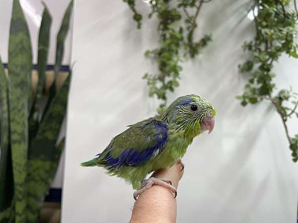 parrotlet-for-sale