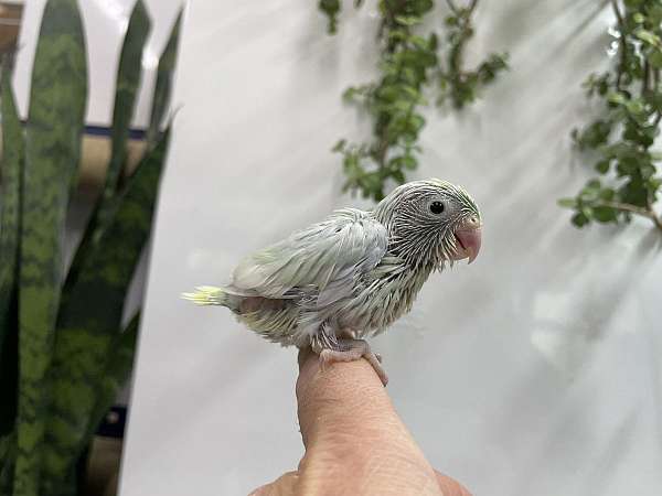 parrotlet-for-sale-in-hillside-nj