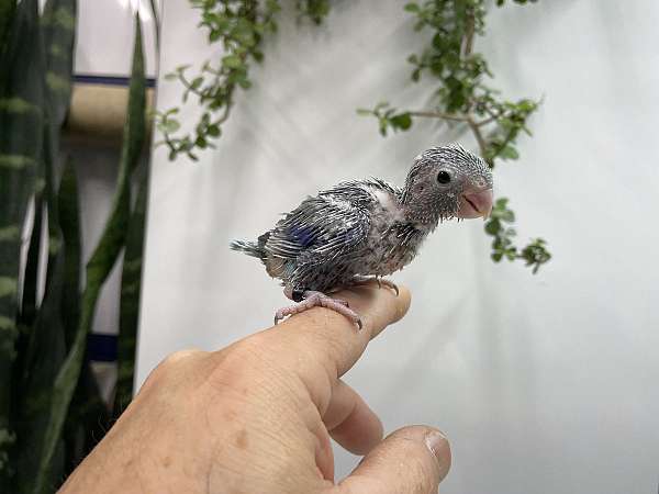 baby-parrotlet-for-sale