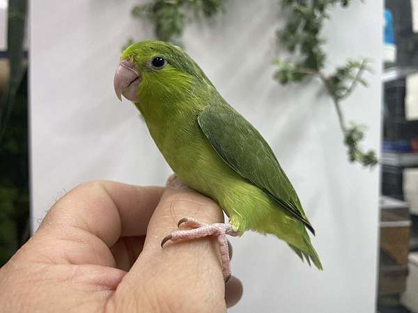 parrotlet-for-sale