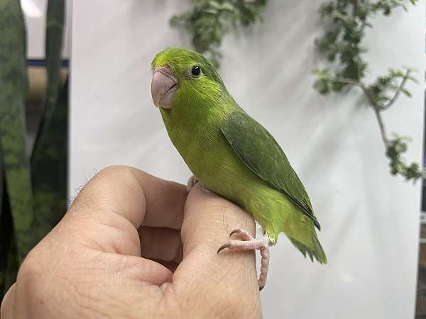 parrotlet-for-sale-in-hillside-nj