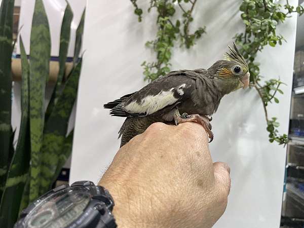 cockatiel-for-sale-in-hillside-nj