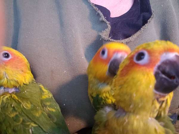 sun-conure-for-sale-in-baldwinsville-ny